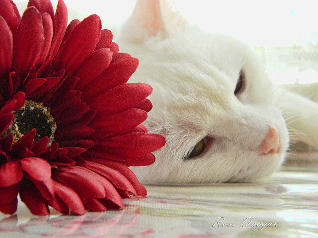 爱游戏中国官方登录入口网站-火箭安排模拟季后赛训练提升临场专注度，火箭模拟视频