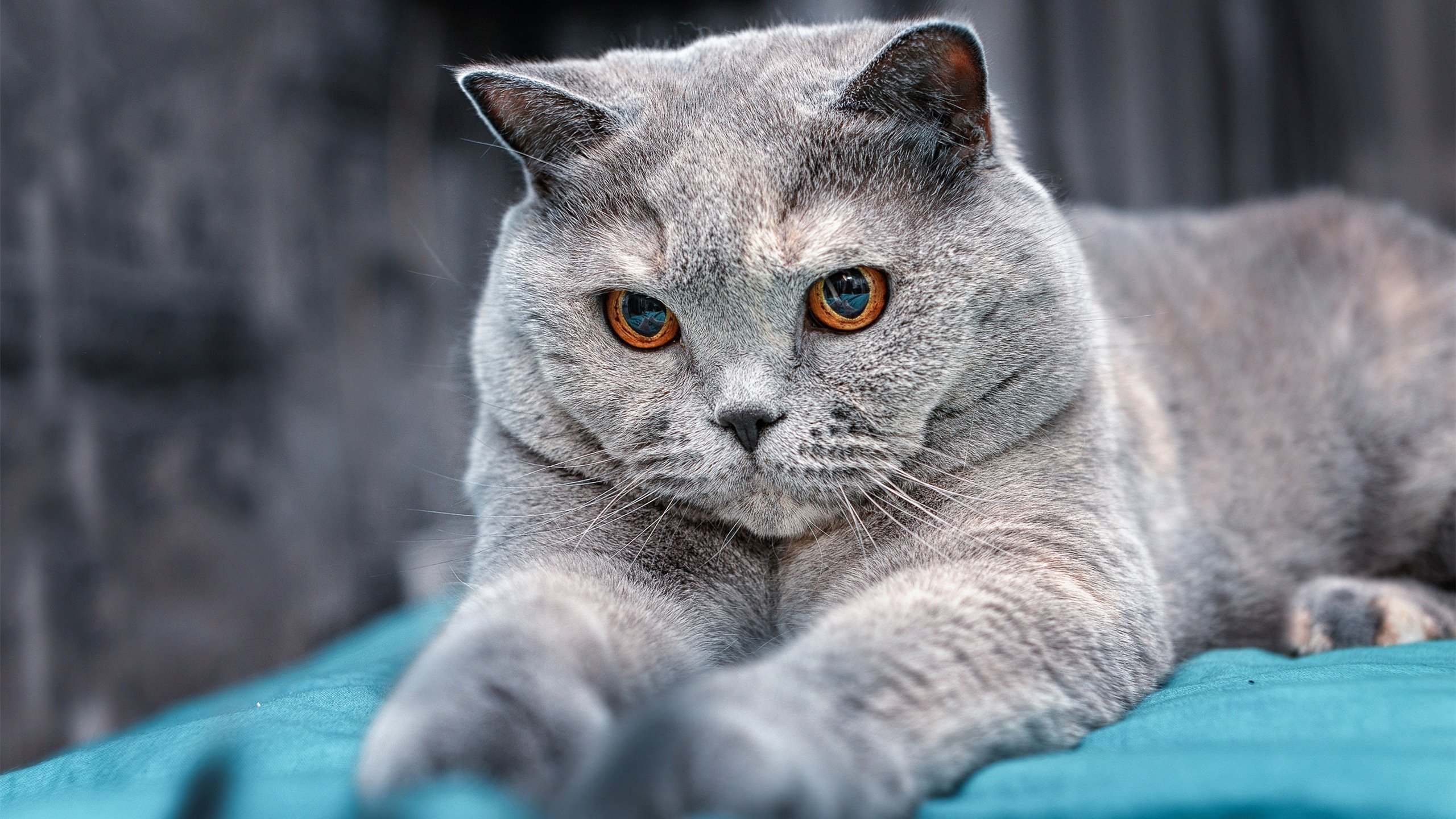 爱游戏体育-皇马新星表现出色，球队未来充满希望