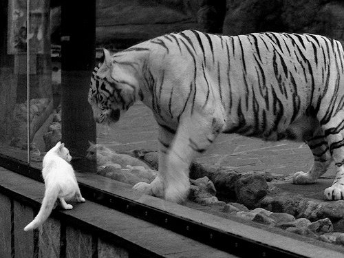 爱游戏官方-西甲星战燃烧：精彩突破与精彩守门！