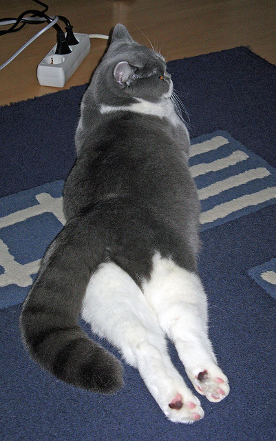 AYX体育官网-Lee 传球精准，为球队赢得多次进攻机会，lee球员