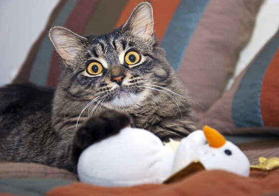 爱游戏中国官方登录入口网站-“伊万·戈梅斯的冲击力与领导能力，成就美洲狮队在世界赛场上的地位”